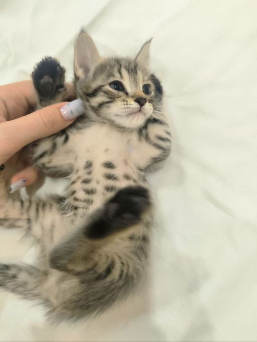 Котенок серо белый