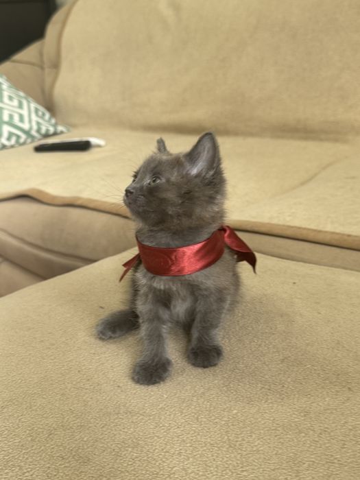 Домашние котята