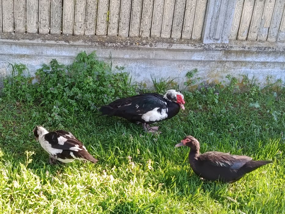 Rățoi disponibili 85 bucată