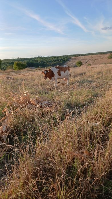 Vand vaca cu vitea