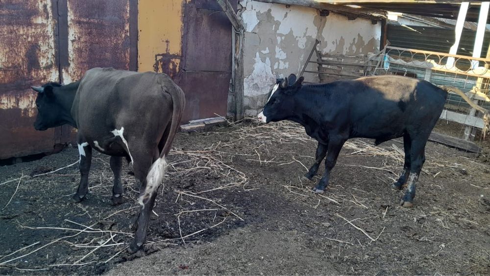 Продам двух быков