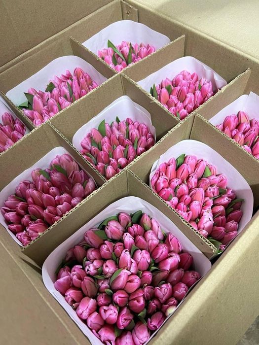 Продаем тюльпаны в розницу