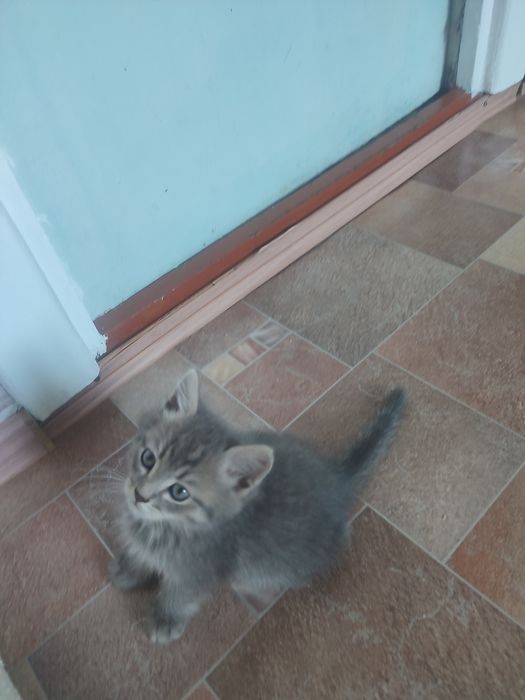 Отдадим красивых котиков
