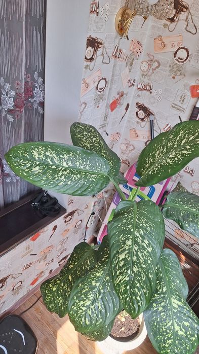 Продам домашнее растение!!!