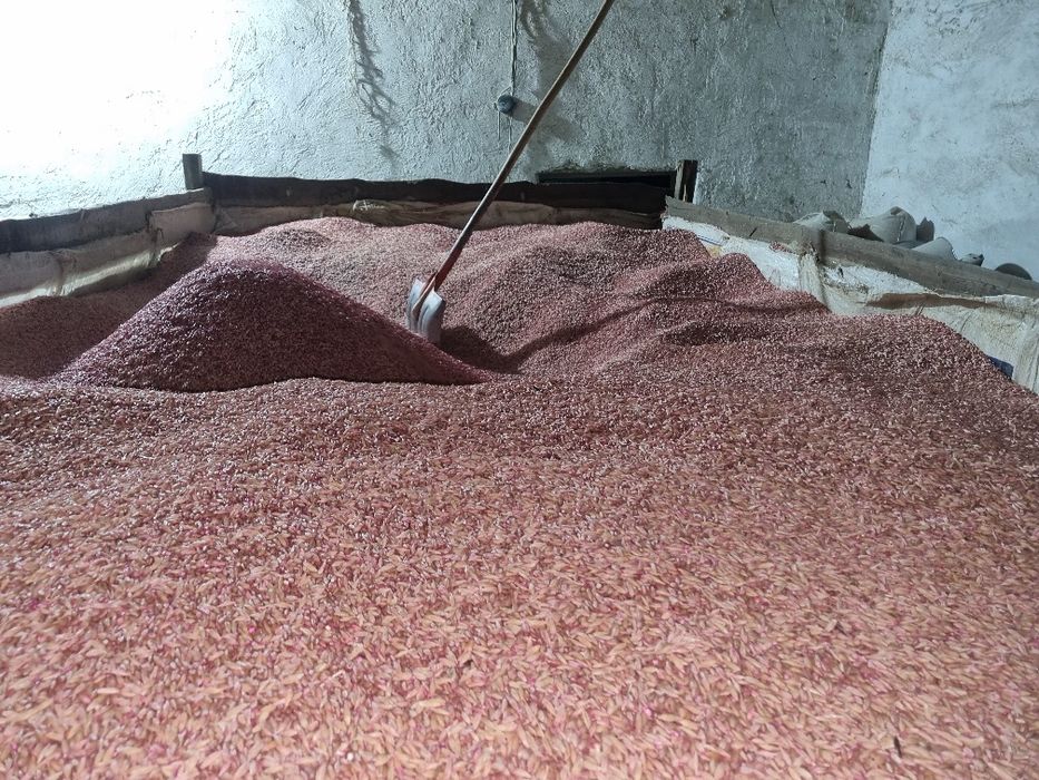 Продам семена ячменя, арпа сорт байшешек.