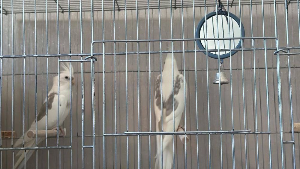 Продам попугаев Корелла