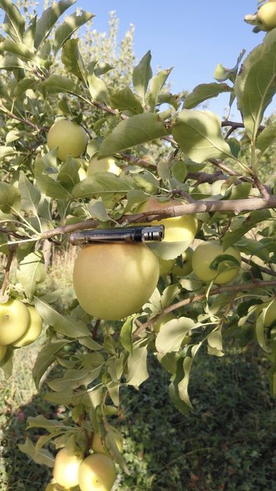 Продам золотой и американку