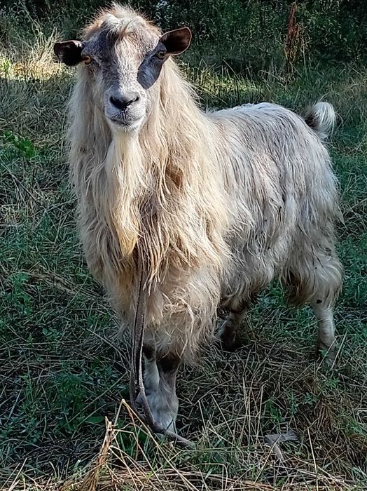 Vând Capra și țap