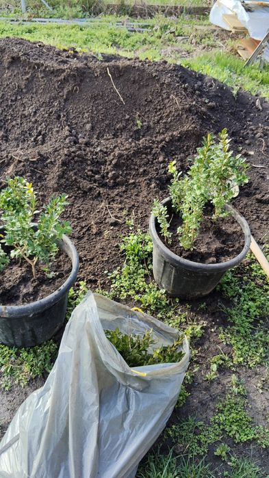 Magnolie mesteacăn buxus tei brad