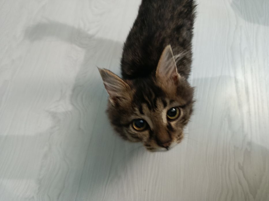 Котёнок. Девочка 2 месяца