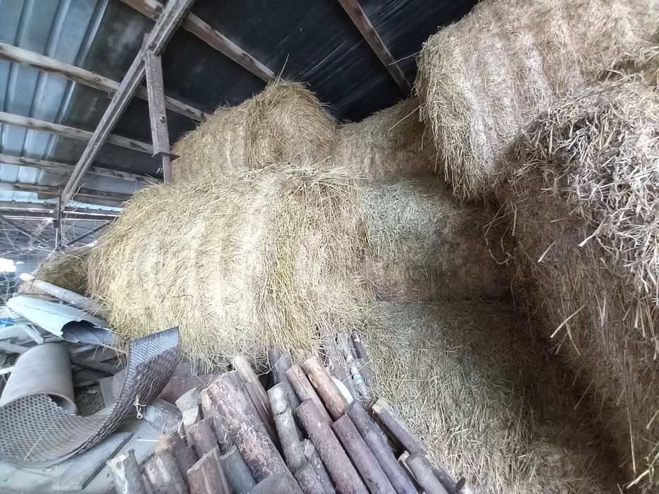 Vănd  Baloți  cu lucerna de calitate