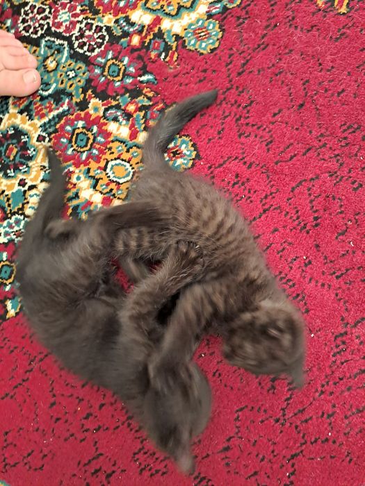 Котята домашние даром