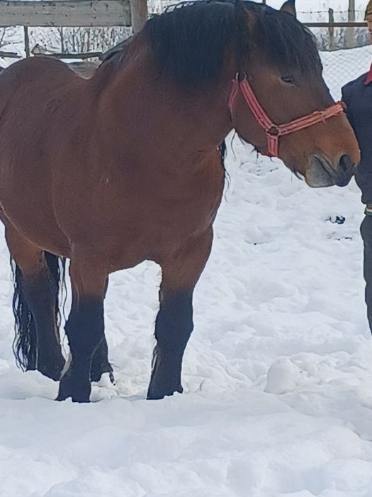 Armăsar de vânzare