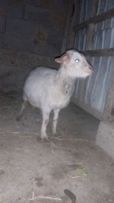 Теке лақ сатылады Түркістан Жуковскийде