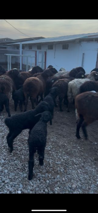 60 бас қозылы қой