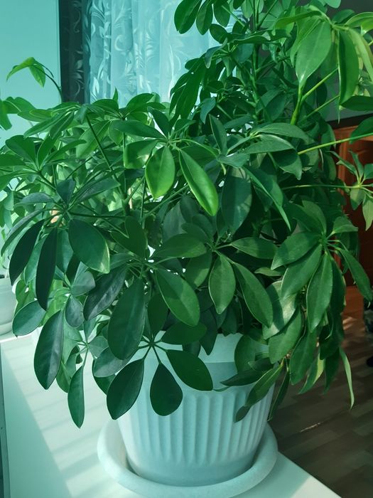 Продам цветок Шефлера