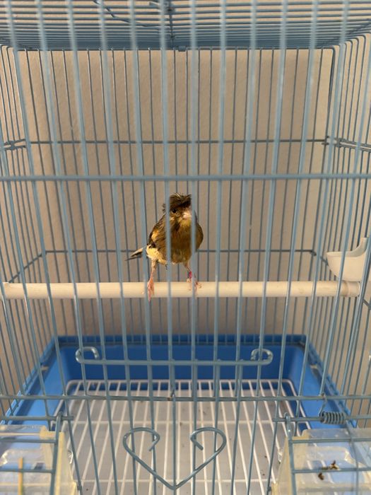 Канарека мода тайор сотилади