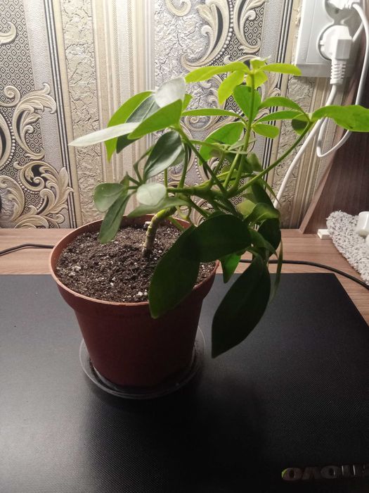 Шефлера Древовидная