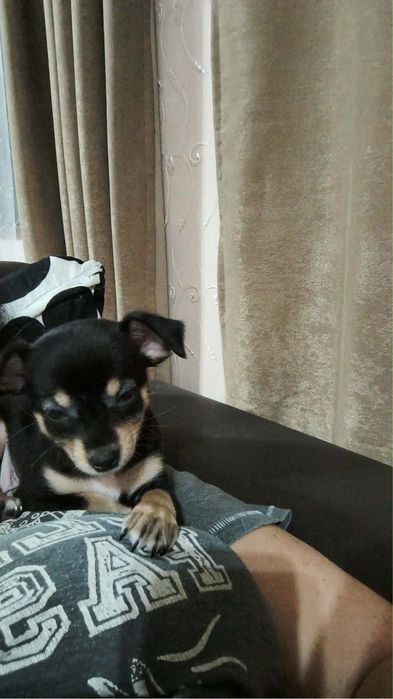 Продават се мини пинчери