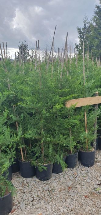 Leylandii chiparos verde 1,5m 3m livram oriunde in tara