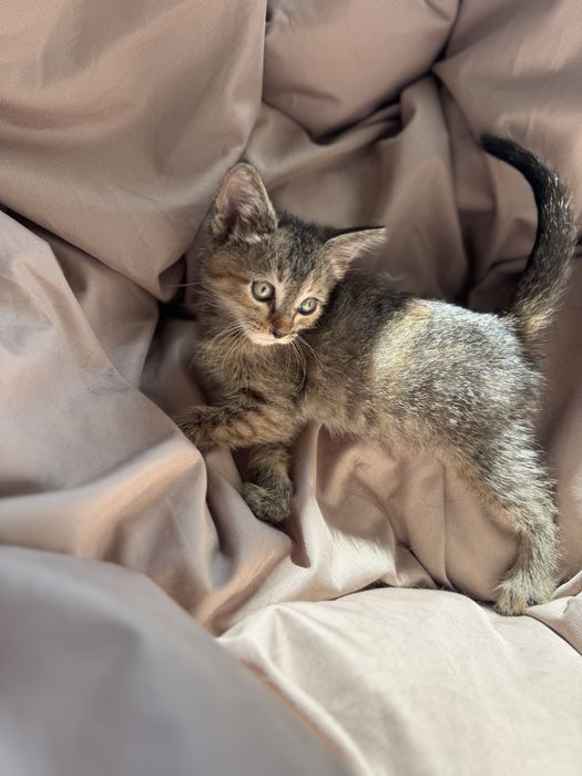 Котенок ищет дом