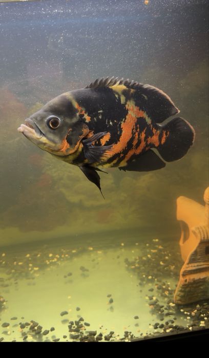 Аквариумная рыбка цихлиды астронотус