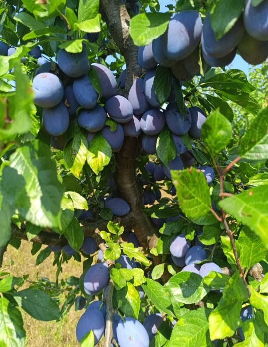 Vand prune Stanley calitate extra pentru consum