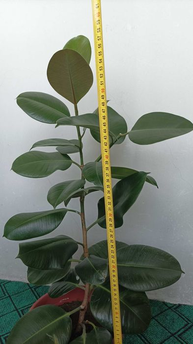 Фикус каучуконосный "Робуста"