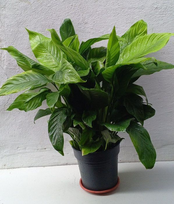 Спатифиллиум (‘Sweet Lauretta’) женское счастье. Крупнолистный сорт.