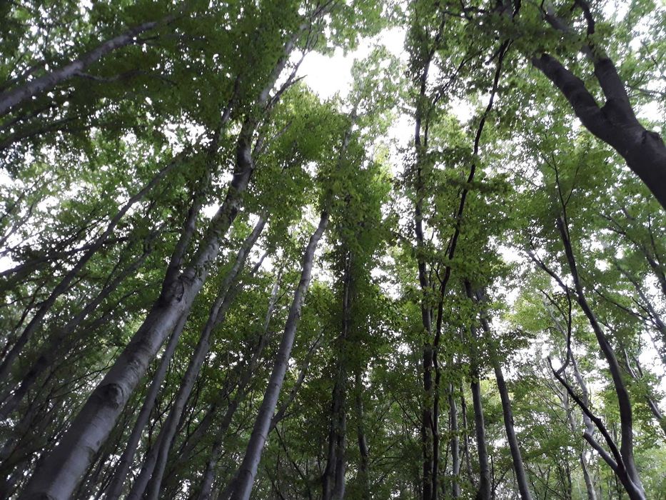 Teren intravilan pe Valea Sebesului, Sugag-Dobra, Sat-Musetoaia