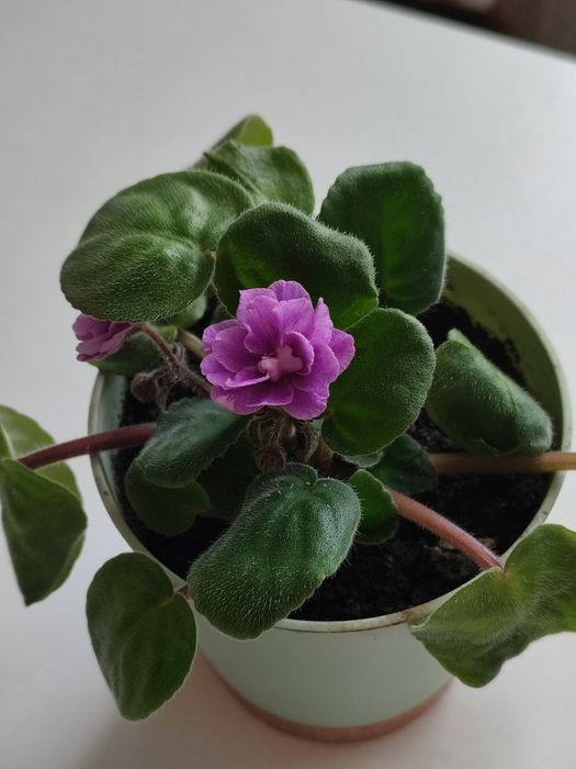 Фиалка красивая.