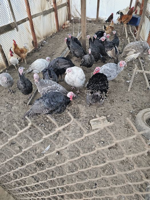 пуики и петли за клане