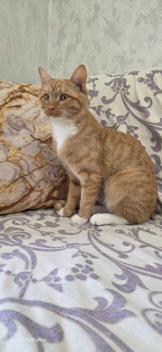 Рыжий Котёнок.Отдам в добрую семью!