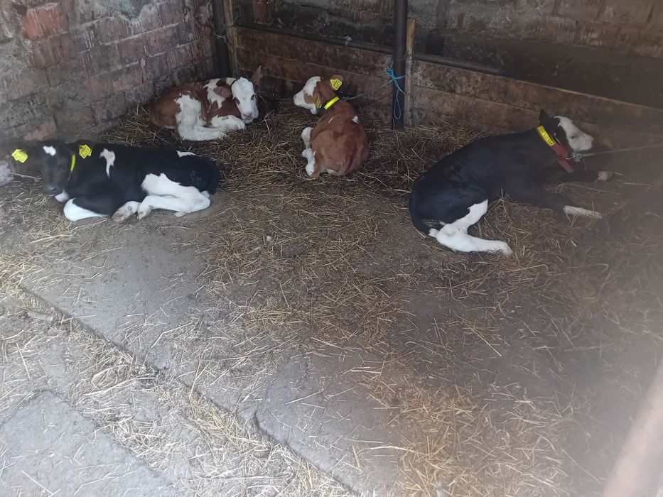 Vând  o vițea si 3 taurasi  de o săptămână