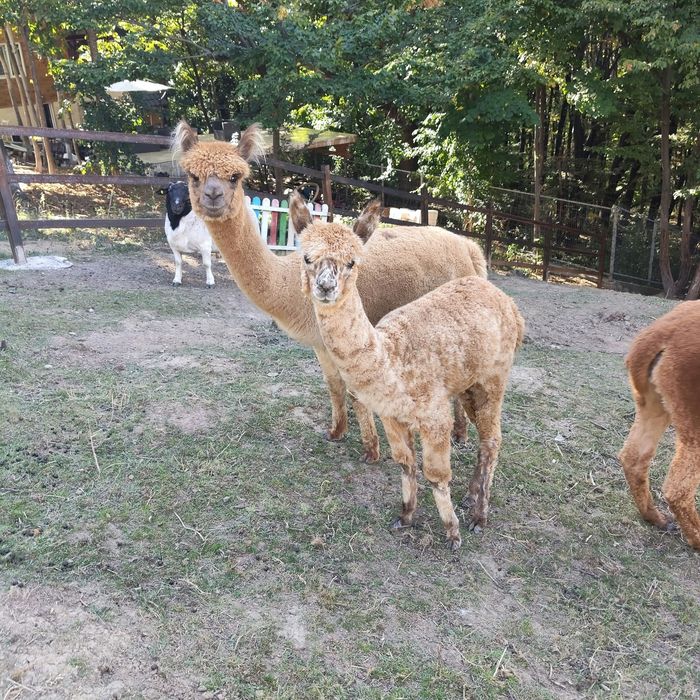 Vând Lamă Alpaca