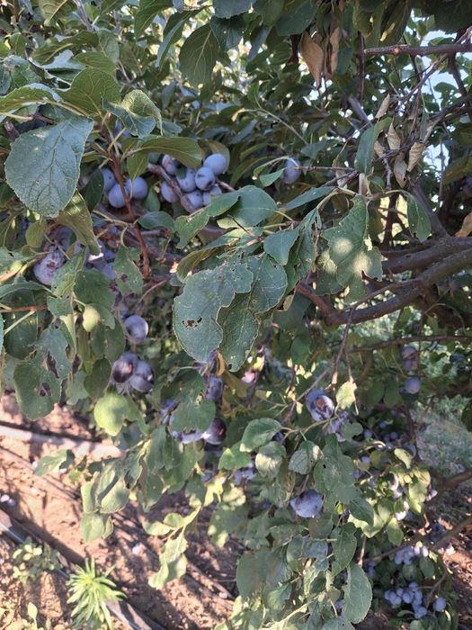 Prune de vanzare Centenar 2 lei kg