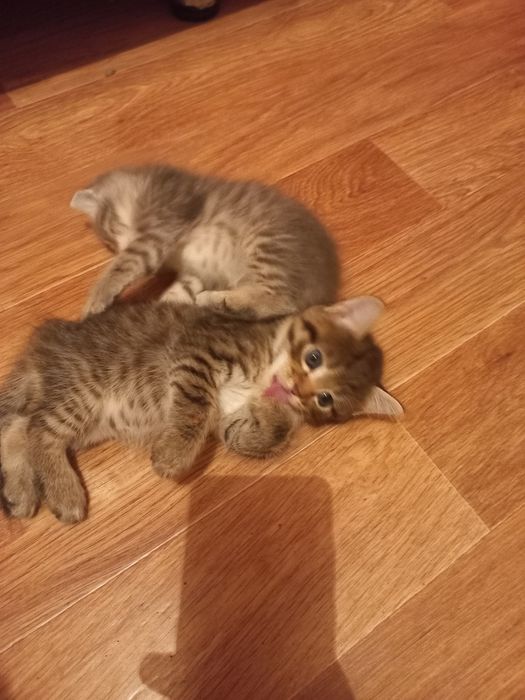 Отдам котят в добрые руки