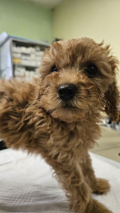 Средно женско пуделче априкот/червено