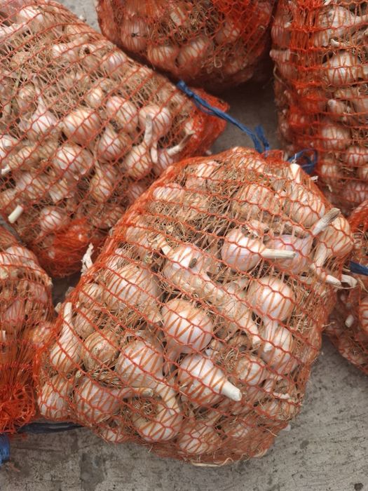 Ceapa si Usturoi BIO