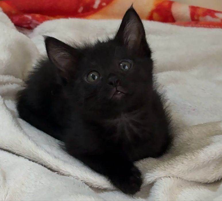котенок 2 месяца девочка