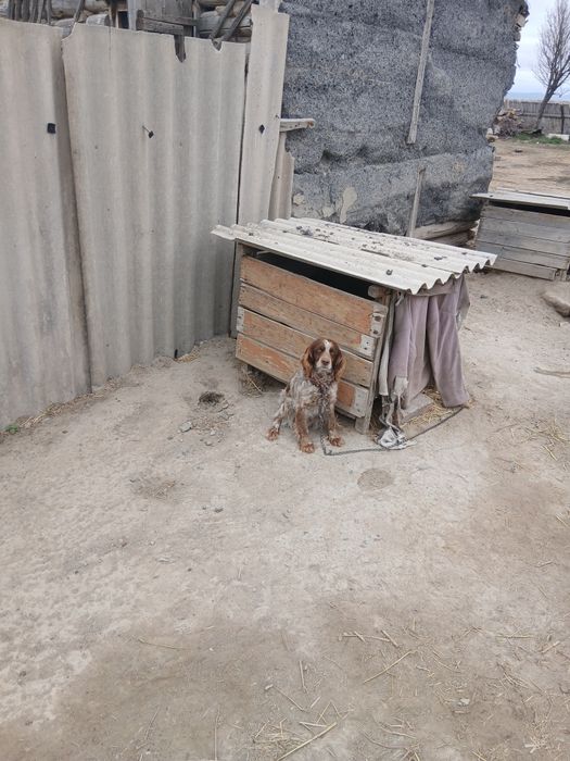 Продам охотничью спаниель