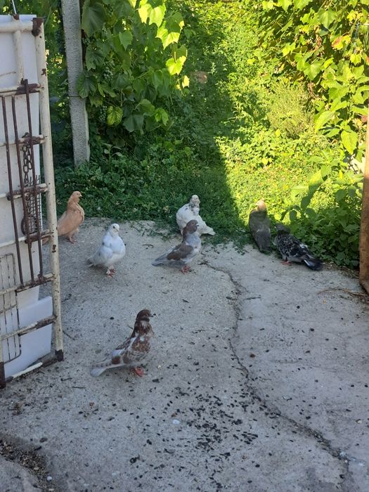 Vând porumbei pescăruși chinezești