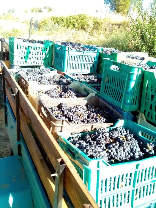 Продавам грозде Мерло. Каберне Фран рекацители