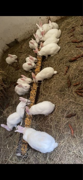 Vand iepuri hycole francez