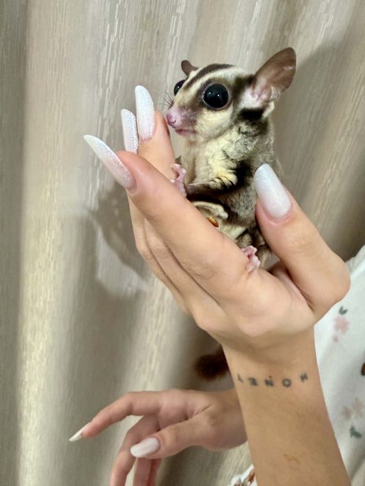 Veverita zburatoare- Sugar Glider