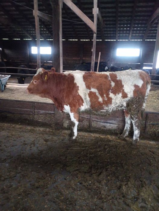 Vând juninci gestanta