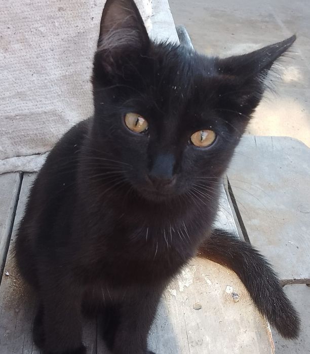 Отдам бесплатно котят