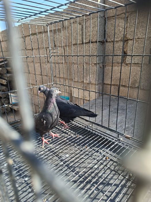 Продам    голуби