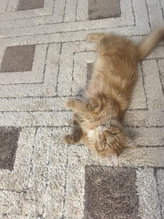 Ищу кота мейн-кун для вязки