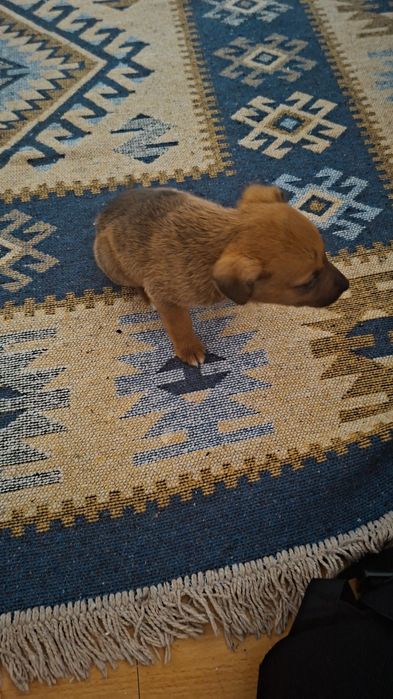 Adoptie catelus talie mica